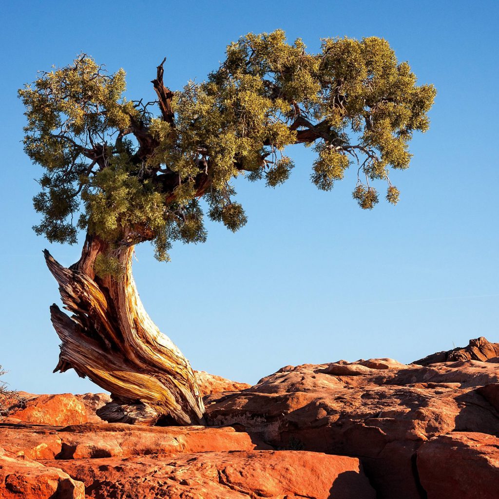Bonsai looking like juniper tree in Canyonlands National Park, Utah, USA.