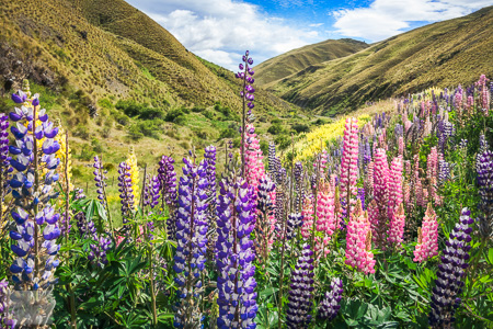 Lupines along an alpine road close to Lindis Pass in New Zealand