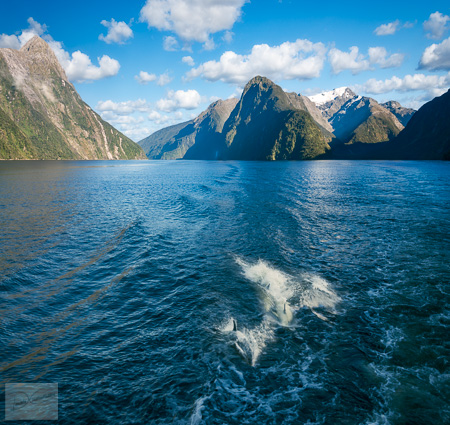 Bottlenose dolphins in the fjord at Milford Sound