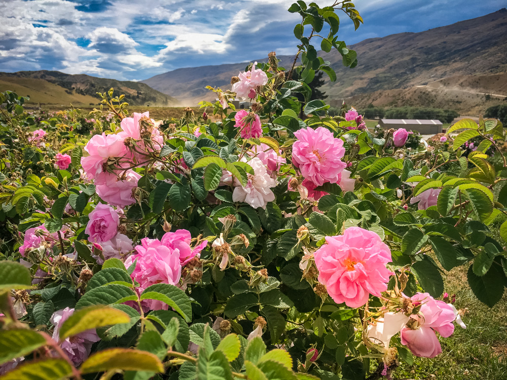 Pink flowers at Cardrona in New Zealand