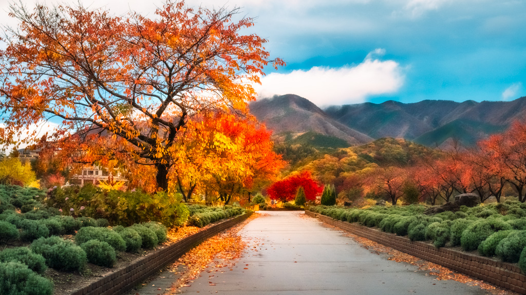 Spectacular autumn colors after rain in a resort town close to Mount Fuji in Japan
