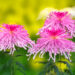 Pink Chrysanthemum at the Autumn Festival in Tokyo, Japan