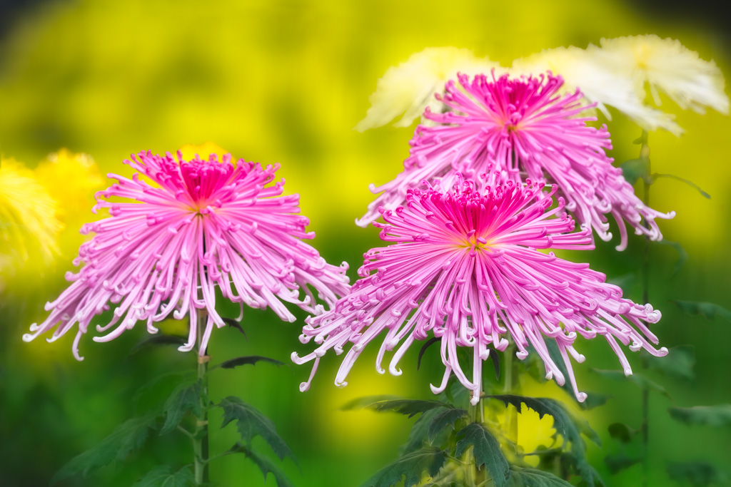 Pink Chrysanthemum at the Autumn Festival in Tokyo, Japan