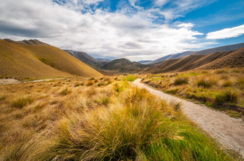 Golden grasses at Lindis Pass Summit in Otago Region, New Zealand