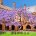 The legendary jacaranda tree in the Quadrangle at Sydney University in 2015. Next year it was sadly uprooted and the university lost one of its beloved icons.