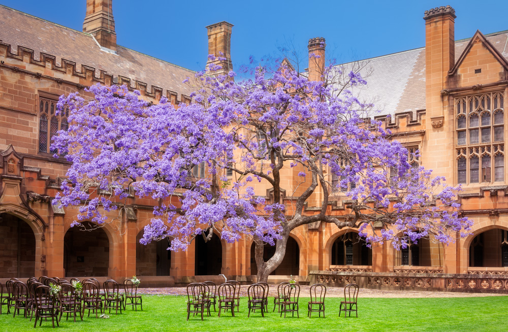 The legendary jacaranda tree in the Quadrangle at Sydney University in 2015. Next year it was sadly uprooted and the university lost one of its beloved icons.