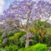 Splendid purple Jacaranda tree in bloom in the Royal Botanical Garden in spring in Sydney, Australia.