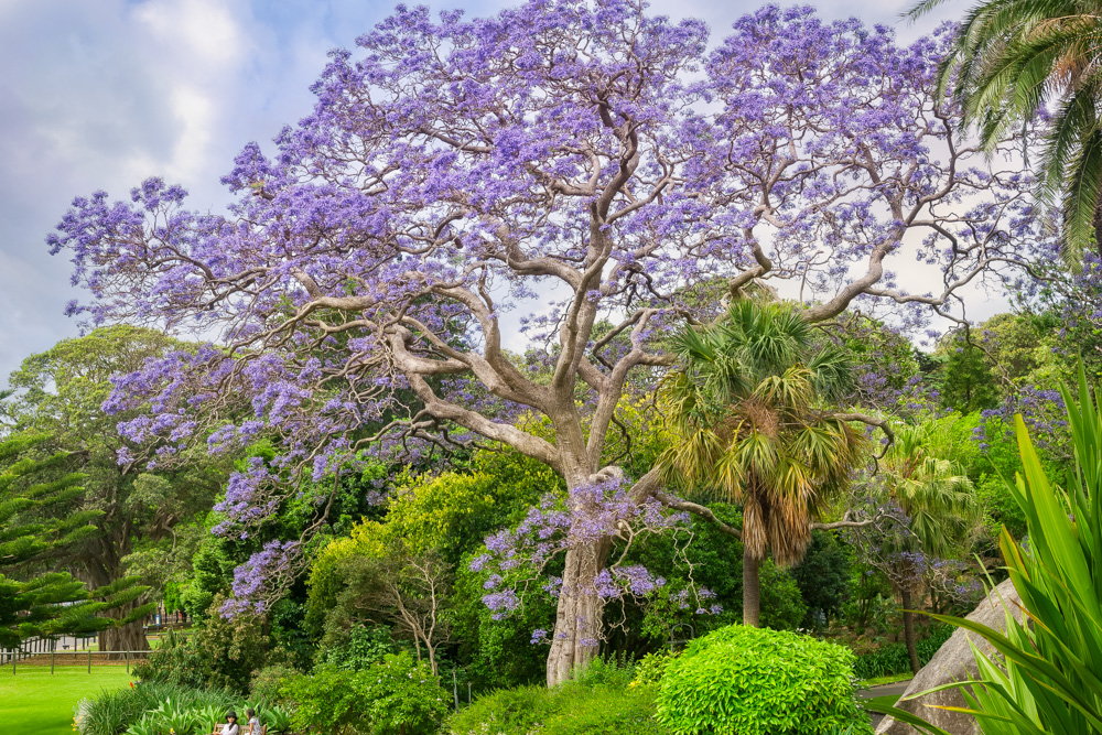 Splendid purple Jacaranda tree in bloom in the Royal Botanical Garden in spring in Sydney, Australia.